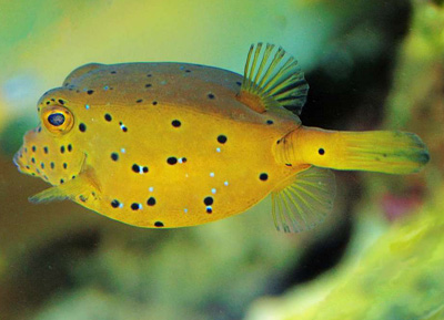 yellow boxfish which inspired the shape of the Mercedes-Benz Bionic concept car