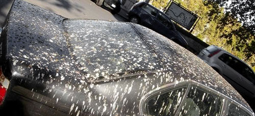 bird_poop_on_car.jpg